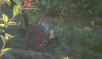 Örümcek Ağlarının Çözülemeyen Gizemi