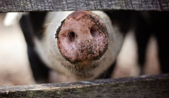 ABD'de domuzdan insana organ nakli deneyi ilk kez başarıyla sonuçlandı