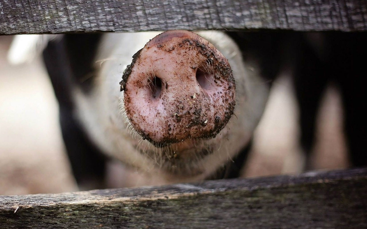 ABD'de domuzdan insana organ nakli deneyi ilk kez başarıyla sonuçlandı