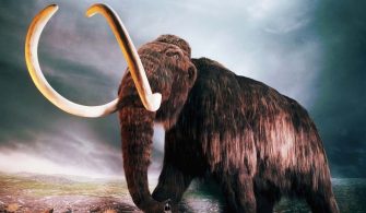 Bilim insanları mamutları dünyaya geri getirecek!