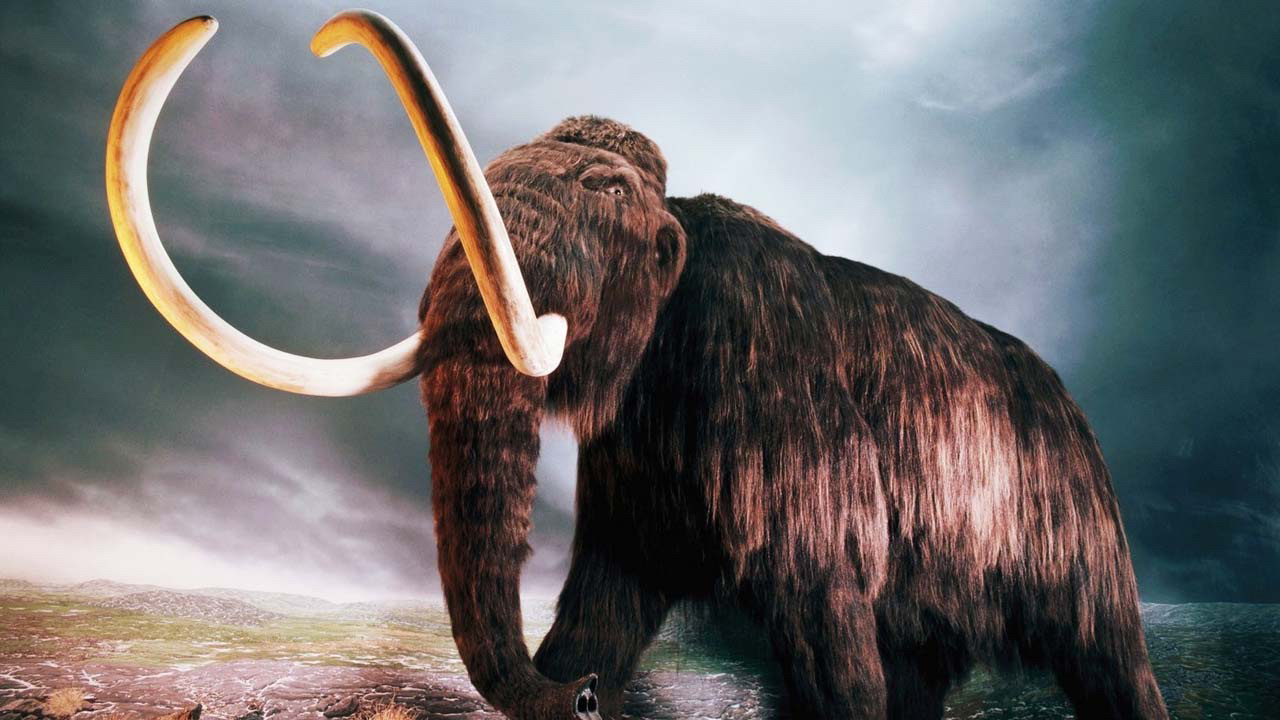 Bilim insanları mamutları dünyaya geri getirecek!